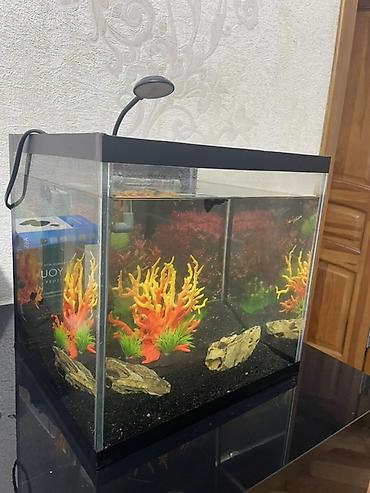 Akvariumlar: Dördbucaq akvarium, Balıqlarla birlikdə, 27 l — 3