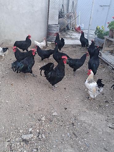 Kənd təsərrüfatı quşları: Qara rəngli yerli toyuq xoruzları – yumurtalıq və ətlik istiqamət — 3