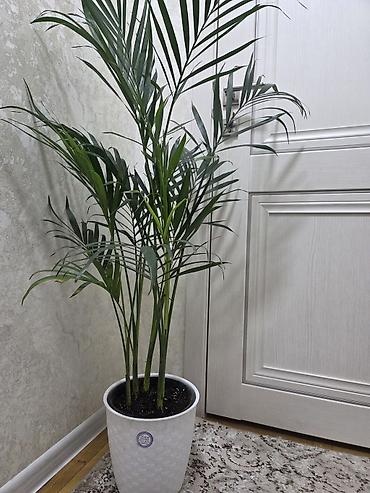 Драцены и Сансевиерии: Сансевиерия (Sansevieria, «щучий хвост») в горшке. Описание: - — 28