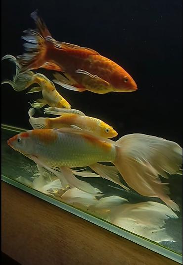 betta balıq: Diqqət: Balaları satılır Şekilde olan balıqlar böyük olanlara aiddir — 4