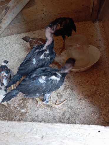 Xoruzlar: Xoruz, Heyratı, il: 1, Ödənişli çatdırılma — 10