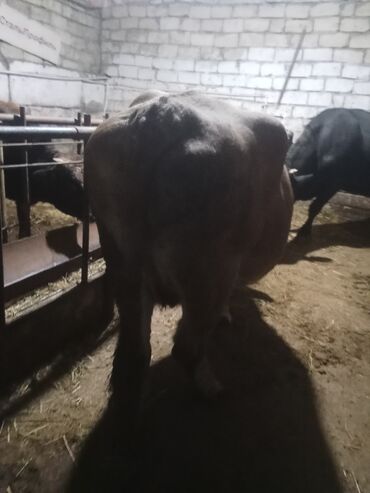 Inəklər, öküzlər: Dişi, il: 2, 540 kq, Ətlik, Ödənişli çatdırılma — 10