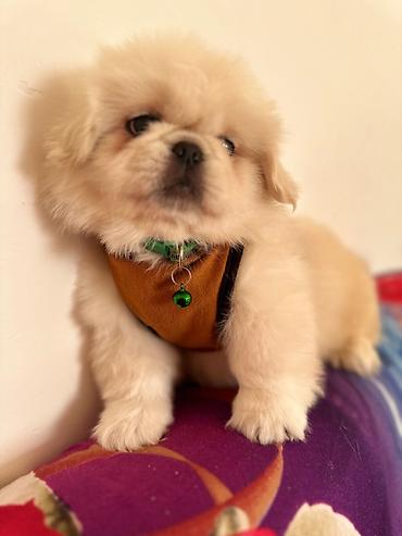 İtlər: Pekines, 1 ay, Erkek — 15