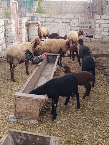 Qoyunlar, qoçlar: Dişi, Qala, il: 2, Ünvandan götürmə — 3