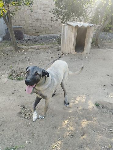 kangal satilik: Kanqal, 9 ay, Dişi — 3