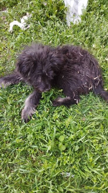 скорая наркологическая помощь: В микро ранее тунгуч найден щенок🐕. Он чёрный🖤, очень ласковый. Он