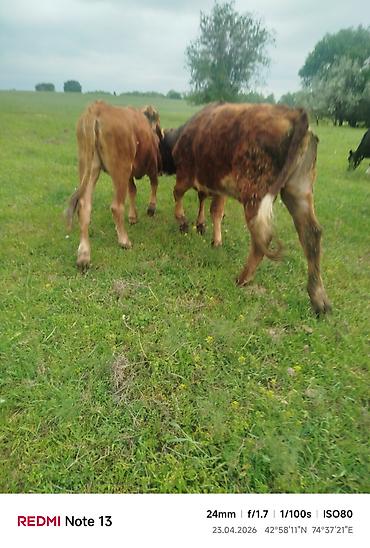 Коровы, быки: Продаю | Бык (самец) — 9