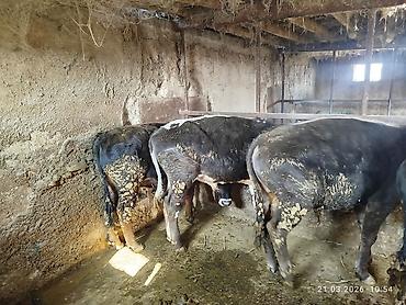 Коровы, быки: Продаю | Бык (самец) | На откорм — 10