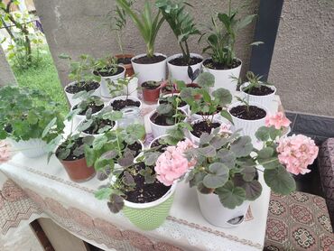 клубника көчөт: Герандар сатылат карликовый.кышы жайы гулдоп турат.баалары коломуно