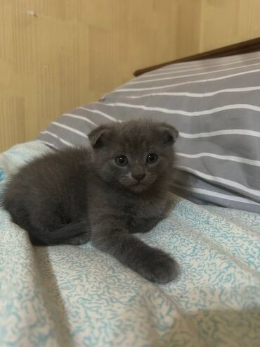 pişik cutlesdirmek: Şotland, Erkək, Dişi, Ünvandan götürmə
