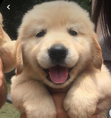 İtlər: Labrador-retriver, 1 ay, Dişi — 2