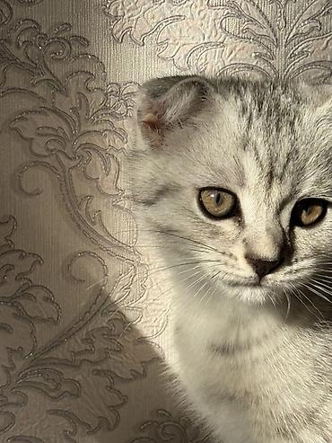 американская короткошёрстная кошка купить: Шотландский вислоухий котёнок (Scottish Fold) - Окрас: серебристый — 3