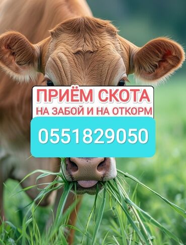 бычок продаю: Куплю | Коровы, быки, Лошади, кони, Другие с/х животные | Круглосуточно, Любое состояние, Забитый