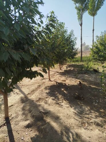 Продажа участков: 300 соток, Для сельского хозяйства, Красная книга — 4