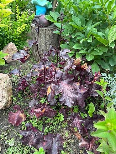 Декоративные деревья: Продаю все виды садовых растений,кустарников и цветов. Ош at lalafo.kg — 7 Декоративные деревья: Продаю все виды садовых растений,кустарников и цветов. Ош — 7