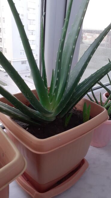 Другие растения: Aloe Vera (saksıda) - Bitki növü: Aloe vera, ətli və tikancıqlı