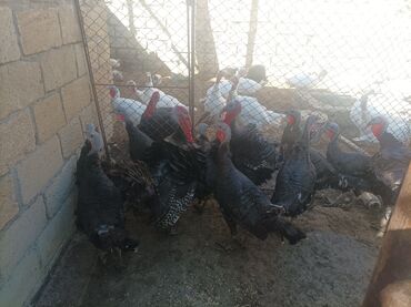 pişik ucun qum: Məhsul: Hinduşka və digər quşlar (ferma quşları) qapı hündüşqası kq 18