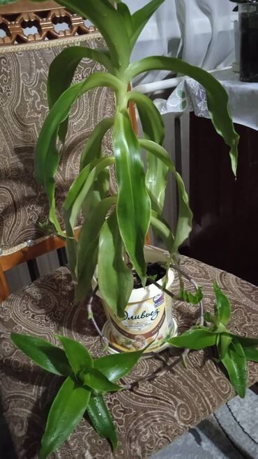 растение банан: Золотой ус 
самовывоз мкр Асанбай дом 28