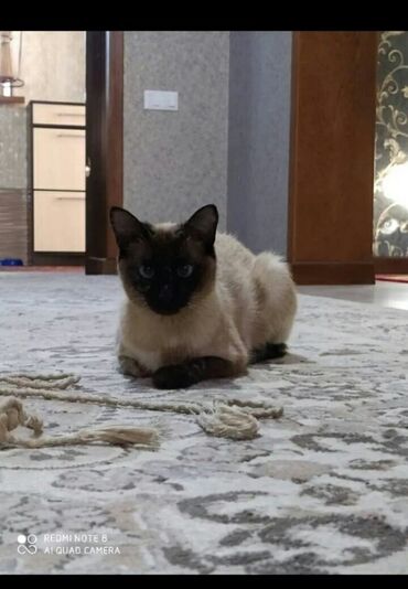 сиамские кот: Помогите украли сиамскую кошку зовут Миси район жил массива Кара Жыгач