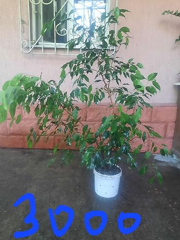 Замиокулькас (Долларовое дерево): Замиакулькас и др. цветы. район восток-5 — 3