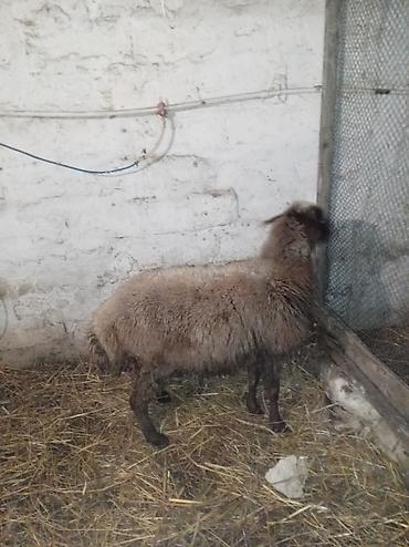 Qoyunlar, qoçlar: Sağlamdı 2ci qarına qoça gəlib. Ünvan Novxanı — 1