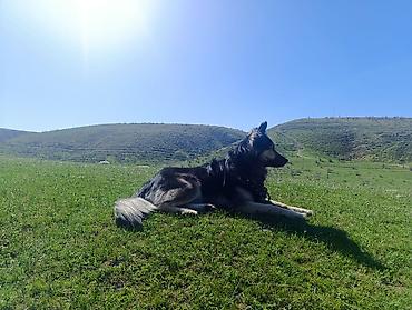 Другие услуги: 🐾 Лапки под присмотром — забота, как для своих.🐾 Я няня для ваших — 15