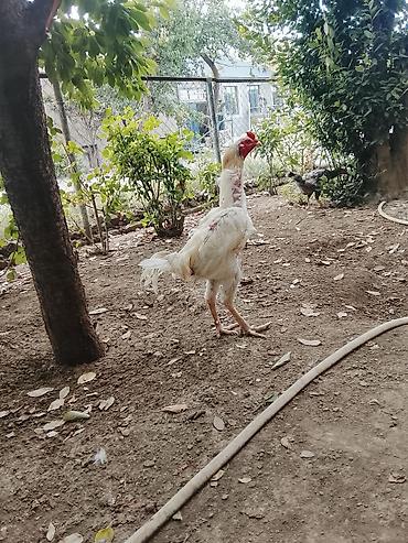 barter xoruz: Saqlamdi 1 il 3 aylıqdı tuleydedi heyvan tükünü deyisenen sora lap — 1