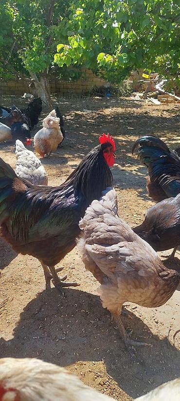 Toyuqlar: Toyuq, Australorp, Damazlıq — 1