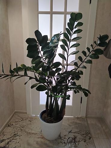 долларовое: Замиокулькас (долговечный комнатный суккулент) в декоративном горшке — 1