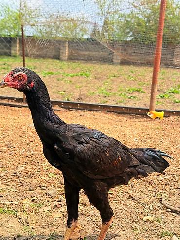 Xoruzlar: Her qiymete var — 10