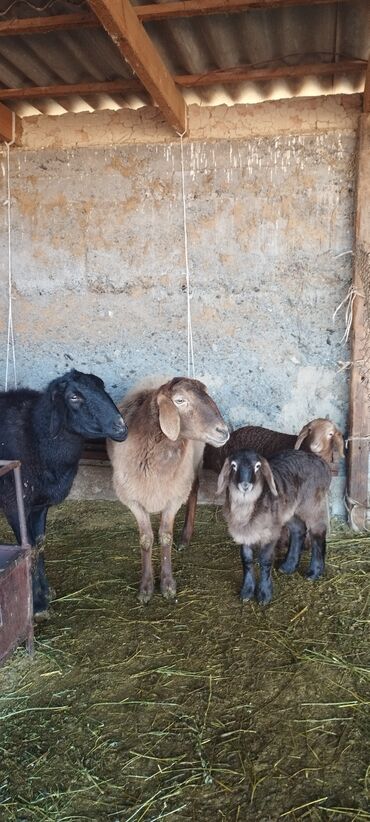 Баран, овца: Продаю | Овца (самка) | Полукровка | Для разведения | Ягнившаяся — 9