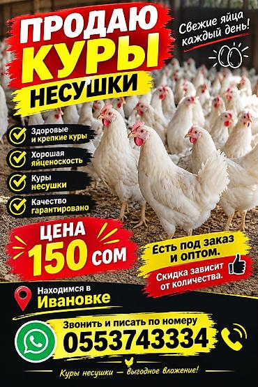 Үй жана бакча: Молодые Курочки Только Оптом от 100 шт и Выше Продаём находимся — 8
