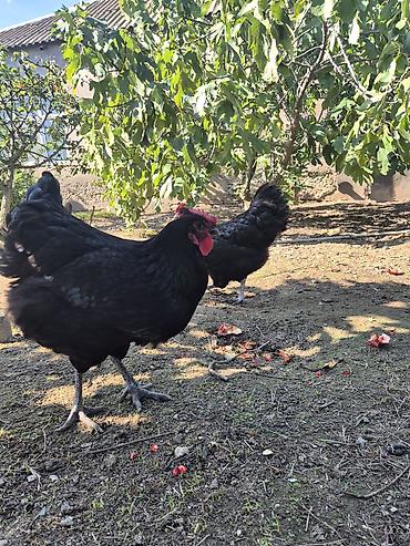 sari qus: Toyuq, Australorp, Damazlıq — 2