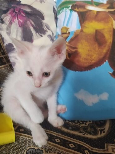boyumeyen pisik: Отдаю в добрые руки котят.им полтора месяца.домашнии мама ангорка