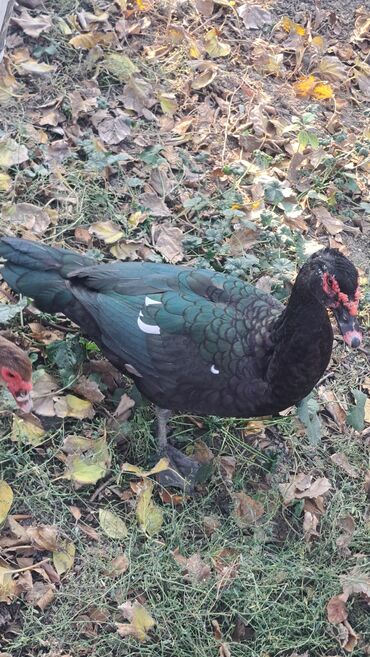 Ördəklər: Dişi, | Macar, Damazlıq, Pulsuz çatdırılma — 26