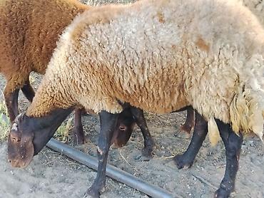 heyvan bazari baki: Damazlıq ana Qala qoyunları. Öz təsərüfatımın heyvanlarıdır. Ünvan — 6