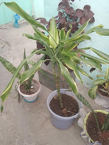 Otaq bitkiləri: Daxili məkan üçün dekorativ saksı bitkiləri dəsti - Dracaena fragrans — 2
