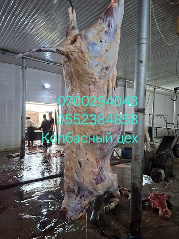 тенисные столы: Уйдун эти : 10 кг ашык