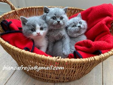 Άλλα: Πωλούνται 4 γλυκά γατάκια, μπορούν να έρθουν μαζί σας αμέσως Γλυκά