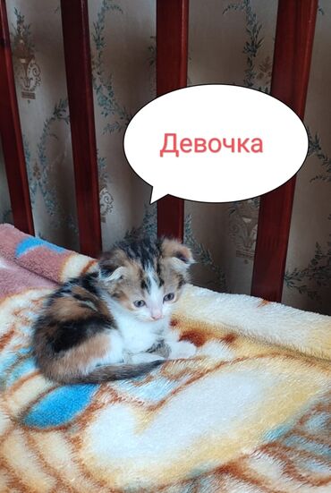 алабай ош: Вислоухие котята