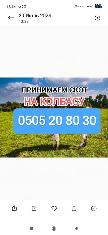 продаю козла: Куплю | Лошади, кони, Другие с/х животные, Коровы, быки | Любое состояние, Забитый, На забой, на мясо