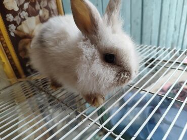 клетки для кроликов в бишкеке: Продаю декоративного зайчика девочка