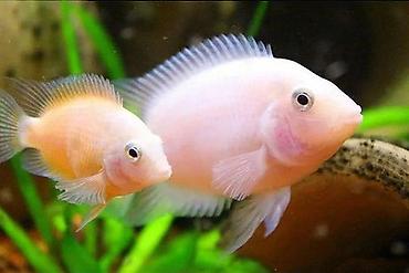 akvarium baligi: Cixlid balığı, Yırtıcı, Ünvandan götürmə — 1