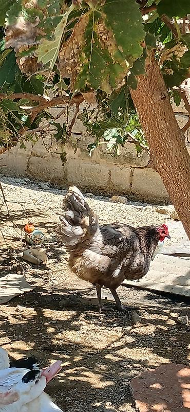 Toyuqlar: Toyuq, Yumurtalıq — 5