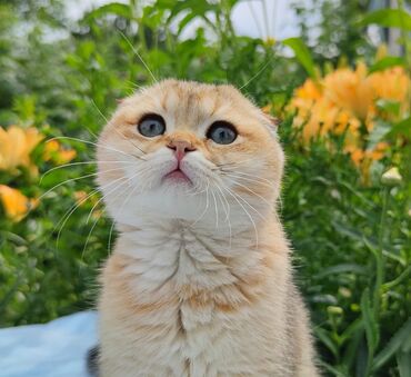 шотландская прямоухая кошка цена: Скотиш Фолд (Шотландская вислоухая), 3 месяца, Мальчик, Золотая шиншилла, Приучена к лотку, Проглистована, С документами