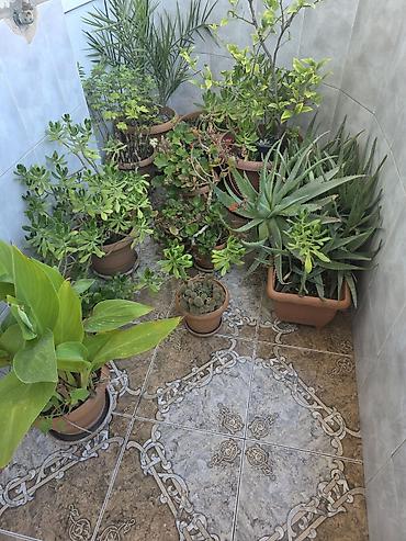 asbaz formasi: Balkon üçün dekorativ dibçək bitkiləri kolleksiyası - Aloe vera — 1
