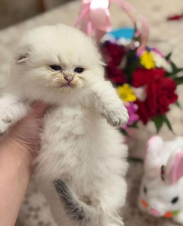 Кошки: Ağ tüklü, dəyirmi üzü və qısa burunlu balaca pişik balaları. Yumşaq — 3