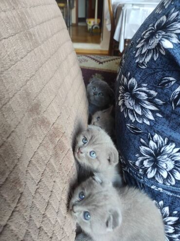 Pişiklər: Şotland yastı qulaq, Dişi, Erkək, Ünvandan götürmə — 7