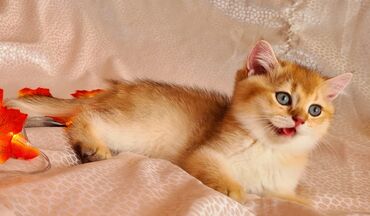 Pişiklər: Britan yastı qulaq, Erkək, Dişi, Yaxşı əllərə, Ünvandan götürmə, Pulsuz çatdırılma, Ödənişli çatdırılma — 104