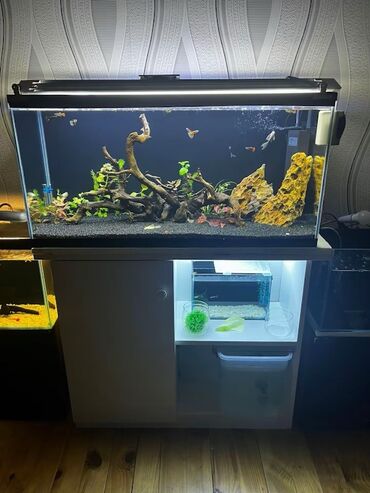 Akvarium aksessuar və ləvazimatları: Dördbucaq akvarium, Balıqlarla birlikdə, 115 l